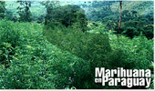 Este año el Paraguay producirá 15 mil toneladas de marihuana