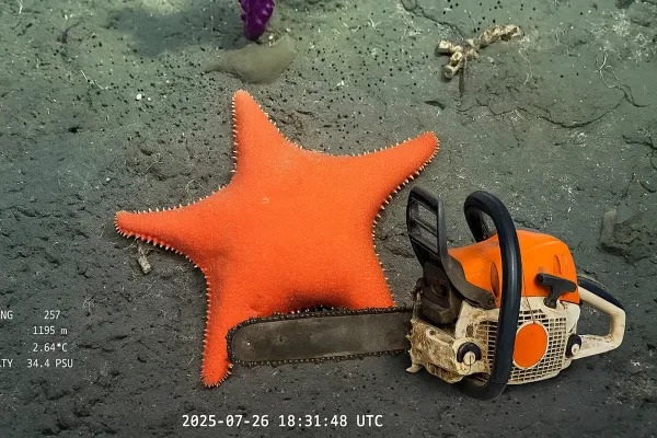 Investigar: entre el deseo y la imposibilidad