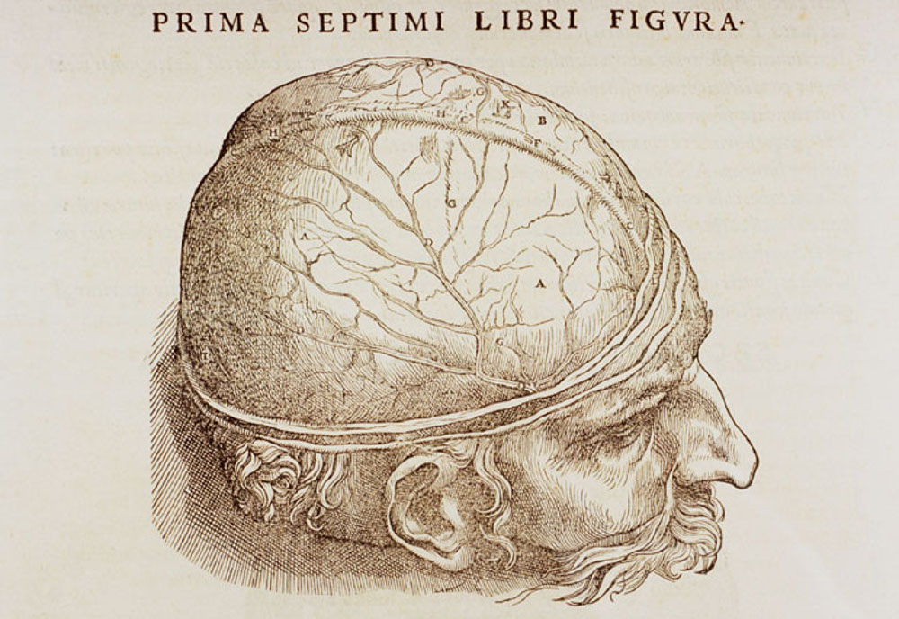 An anatomical diagram illustrating the dura mater, a tough, fibrous membrane that surrounds the human brain. This was an illustration for a human anatomy book by Belgian physician Andreas Vesalius, published in 1543 (probably in Switzerland). ca. 1543